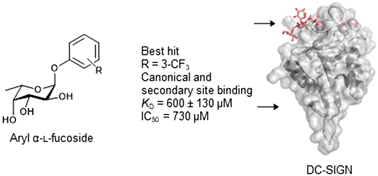 Graphical abstract: Aryl fucosides: synthesis and evaluation of their binding affinity towards the DC-SIGN receptor