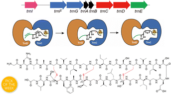 Graphical abstract: Synergistic action of two radical SAM enzymes in the biosynthesis of thuricin CD, a two-component sactibiotic