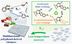 Graphical abstract: Iminoboronate chemistry enables multifunctional and reprocessable polyphenol-derived vitrimers