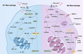 Graphical abstract: Reprogramming and targeting of cholesterol metabolism in tumor-associated macrophages