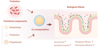 Graphical abstract: Co-encapsulation of probiotics with functional components: design strategies, synergistic mechanisms, biomedical applications, and challenges for industrialization