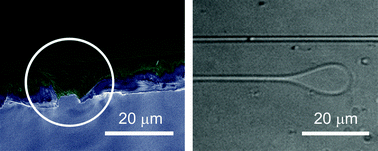 Graphical abstract: Massively parallel production of lipid microstructures