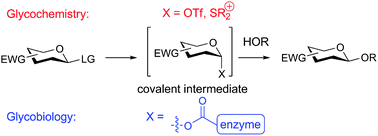 Graphical abstract: On the reactivity and selectivity of donor glycosides in glycochemistry and glycobiology: trapped covalent intermediates