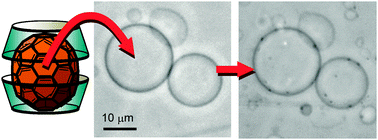 Graphical abstract: Dynamic behaviour of giant unilamellar vesicles induced by the uptake of [70]fullerene