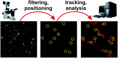 Graphical abstract: A novel method for automatic single molecule tracking of blinking molecules at low intensities