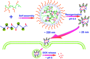 Graphical abstract: Dual pH-triggered multistage drug delivery systems based on host–guest interaction-associated polymeric nanogels