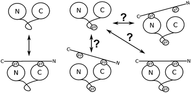 Graphical abstract: Insights into the allosteric regulation of Syk association with receptor ITAM, a multi-state equilibrium