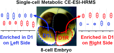 Graphical abstract: Single-cell mass spectrometry with multi-solvent extraction identifies metabolic differences between left and right blastomeres in the 8-cell frog (Xenopus) embryo