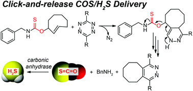 Graphical abstract: Bio-orthogonal “click-and-release” donation of caged carbonyl sulfide (COS) and hydrogen sulfide (H2S)