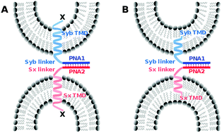 Graphical abstract: Role of the transmembrane domain in SNARE protein mediated membrane fusion: peptide nucleic acid/peptide model systems