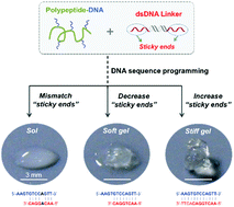 Graphical abstract: A supramolecular hydrogel with identical cross-linking point density but distinctive rheological properties