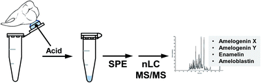 Graphical abstract: The identification of peptides by nanoLC-MS/MS from human surface tooth enamel following a simple acid etch extraction