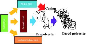 Graphical abstract: Localized delivery and enhanced osteogenic differentiation with biodegradable galactitol polyester elastomers