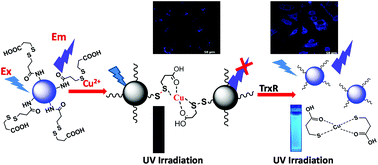 Graphical abstract: Carbon dots as analytical tools for sensing of thioredoxin reductase and screening of cancer cells