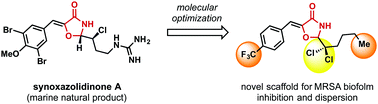 Graphical abstract: 5-Benzylidene-4-oxazolidinones potently inhibit biofilm formation in Methicillin-resistant Staphylococcus aureus