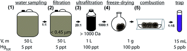 Graphical abstract: Source tracing of natural organic matter bound mercury in boreal forest runoff with mercury stable isotopes