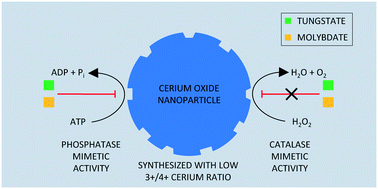 Graphical abstract: Characterizing the phosphatase mimetic activity of cerium oxide nanoparticles and distinguishing its active site from that for catalase mimetic activity using anionic inhibitors