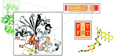 Graphical abstract: Evolution inspired engineering of antibiotic biosynthesis enzymes