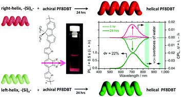 Graphical abstract: Time-evolved, far-red, circularly polarised luminescent polymer aggregates endowed with sacrificial helical Si–Si bond polymers