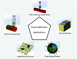 Graphical abstract: Mussel-inspired hydrogel tissue adhesives for wound closure