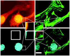 Graphical abstract: Micro-Raman spectroscopy as an enabling tool for long-term intracellular studies of nanomaterials at nanomolar concentration levels