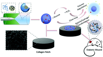 Graphical abstract: Close-loop dynamic nanohybrids on collagen-ark with in situ gelling transformation capability for biomimetic stage-specific diabetic wound healing