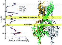 Graphical abstract: Molecular mechanism of phosphoinositides' specificity for the inwardly rectifying potassium channel Kir2.2