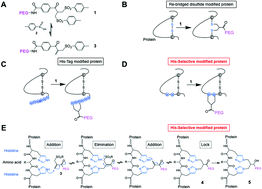 Graphical abstract: Site-selective protein conjugation at histidine