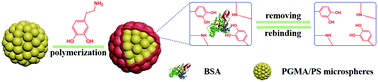 Graphical abstract: Fabrication of micron-sized BSA-imprinted polymers with outstanding adsorption capacity based on poly(glycidyl methacrylate)/polystyrene (PGMA/PS) anisotropic microspheres