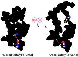 Graphical abstract: New insights about the monomer and homodimer structures of the human AOX1