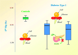 Graphical abstract: Multi-collector ICP-mass spectrometry reveals changes in the serum Mg isotopic composition in diabetes type I patients