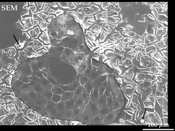 Graphical abstract: Correlative microscopy of freeze-dried cells and studies on intracellular calcium stores with imaging secondary ion mass spectrometry (SIMS)