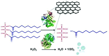 Graphical abstract: Thiographene synthesized from fluorographene via xanthogenate with immobilized enzymes for environmental remediation