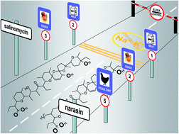 Graphical abstract: Simultaneous immunodetection of ionophore antibiotics, salinomycin and narasin, in poultry products and milk