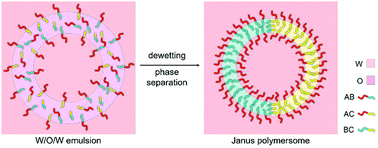 Graphical abstract: Computational design of Janus polymersomes with controllable fission from double emulsions