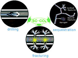 Graphical abstract: The role of supercritical carbon dioxide for recovery of shale gas and sequestration in gas shale reservoirs