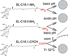 Graphical abstract: Synthesis and self-assembly of aminyl and alkynyl substituted sophorolipids