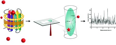 Graphical abstract: Single molecule binding of a ligand to a G-protein-coupled receptor in real time using fluorescence correlation spectroscopy, rendered possible by nano-encapsulation in styrene maleic acid lipid particles