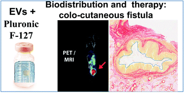 Graphical abstract: Local administration of stem cell-derived extracellular vesicles in a thermoresponsive hydrogel promotes a pro-healing effect in a rat model of colo-cutaneous post-surgical fistula