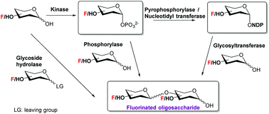 Graphical abstract: Enzymatic glycosylation involving fluorinated carbohydrates