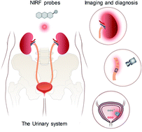 Graphical abstract: Near-infrared fluorescent molecular probes for imaging and diagnosis of nephro-urological diseases