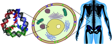 Graphical abstract: Understanding the fate of DNA nanostructures inside the cell