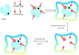 Graphical abstract: Comparison and recent progress of molecular imprinting technology and dummy template molecular imprinting technology