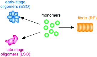 Graphical abstract: Origin, toxicity and characteristics of two amyloid oligomer polymorphs