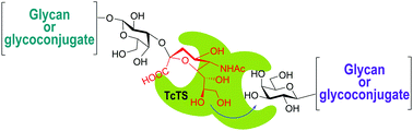 Graphical abstract: trans-Sialylation: a strategy used to incorporate sialic acid into oligosaccharides