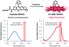 Graphical abstract: Molecular design of near-infrared (NIR) fluorescent probes targeting exopeptidase and application for detection of dipeptidyl peptidase 4 (DPP-4) activity