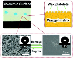 Graphical abstract: Bioinspired in situ repeatable self-recovery of superhydrophobicity by self-reconstructing the hierarchical surface structure