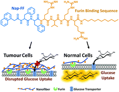 Graphical abstract: Tumour enzyme affinity mediated peptide molecular crowding for targeted disruption of hyperactivated glucose uptake