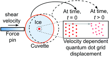 Graphical abstract: Microscale investigation on interfacial slippage and detachment of ice from soft materials