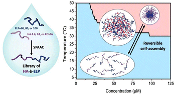 Graphical abstract: Aqueous synthesis and self-assembly of bioactive and thermo-responsive HA-b-ELP bioconjugates